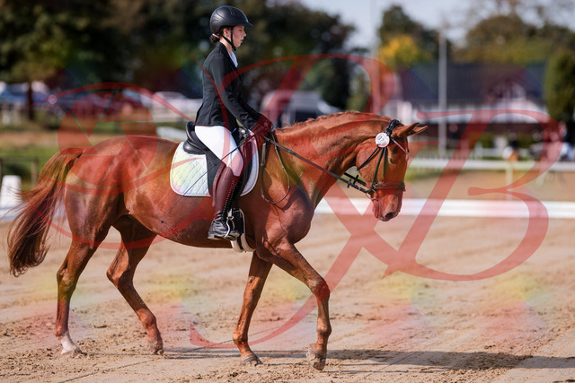 2026_10_03_Siefer-Hof_114101_Z81_83670509 | Professionelle Reitsport-, Turnier- und Eventfotografie von Robert Broda. Galerien mit ausgewählten und bearbeiteten Bildern direkt online ansehen und bestellen.
