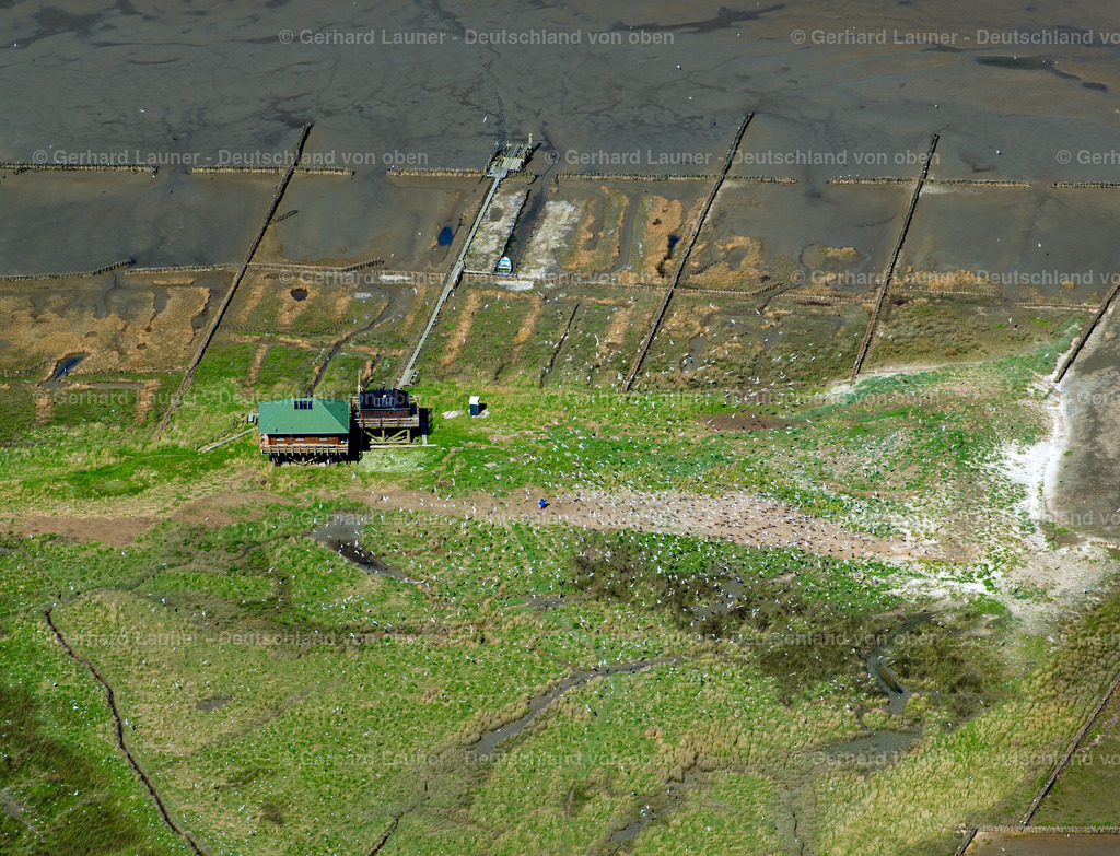3801914 | Vogelfreistätte Hallig Norderoog, Nationalpark Schleswig-Holsteinisches Wattenmeer