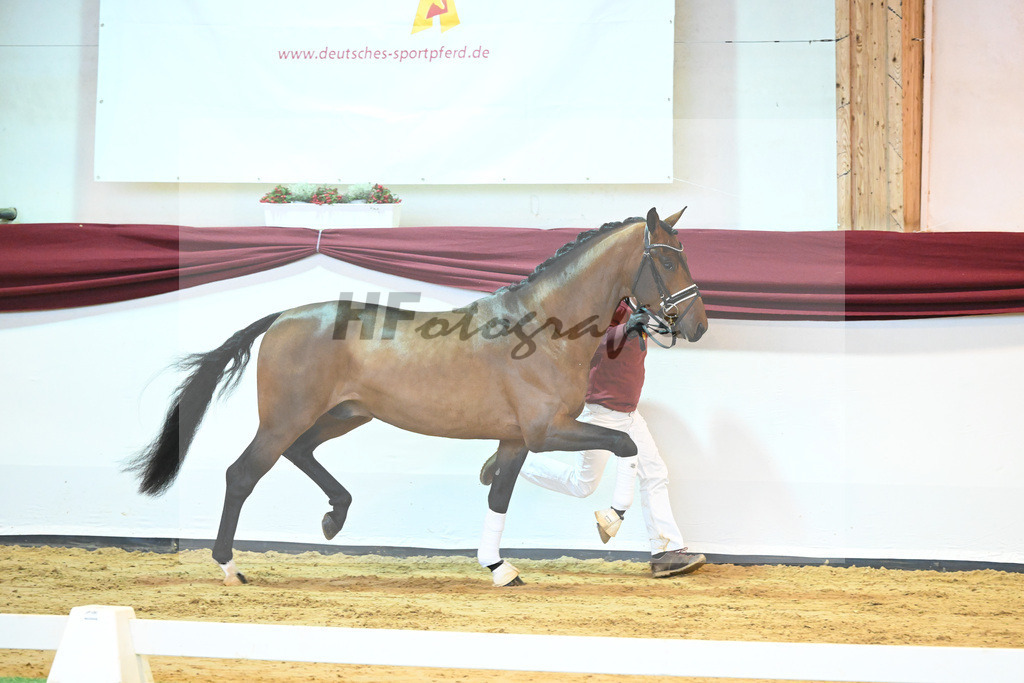 Kat-Nr. 64 v. Vitalis_Bock_66222158 | hf-fotografie - Realisiert mit Pictrs.com