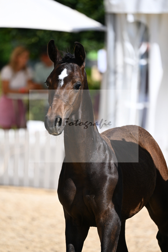 Kat-Nr. 14 HF DSP Va Bene x Fairbanks_Rainer_27230205 | hf-fotografie - Realisiert mit Pictrs.com