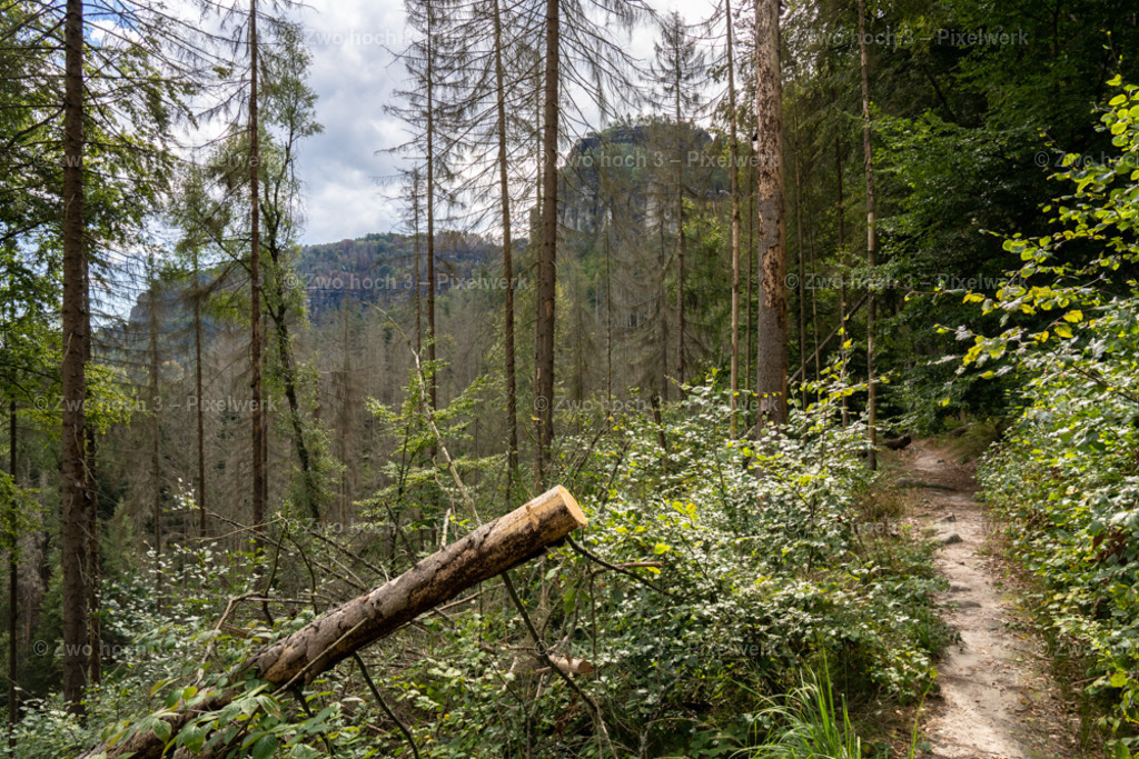 Koenigsweg_Nahe_Wolfsfalle_Frienstein_Baumstamm_Pfad | 2022-09-02_Waldbrandgebiete_2 - Realisiert mit Pictrs.com