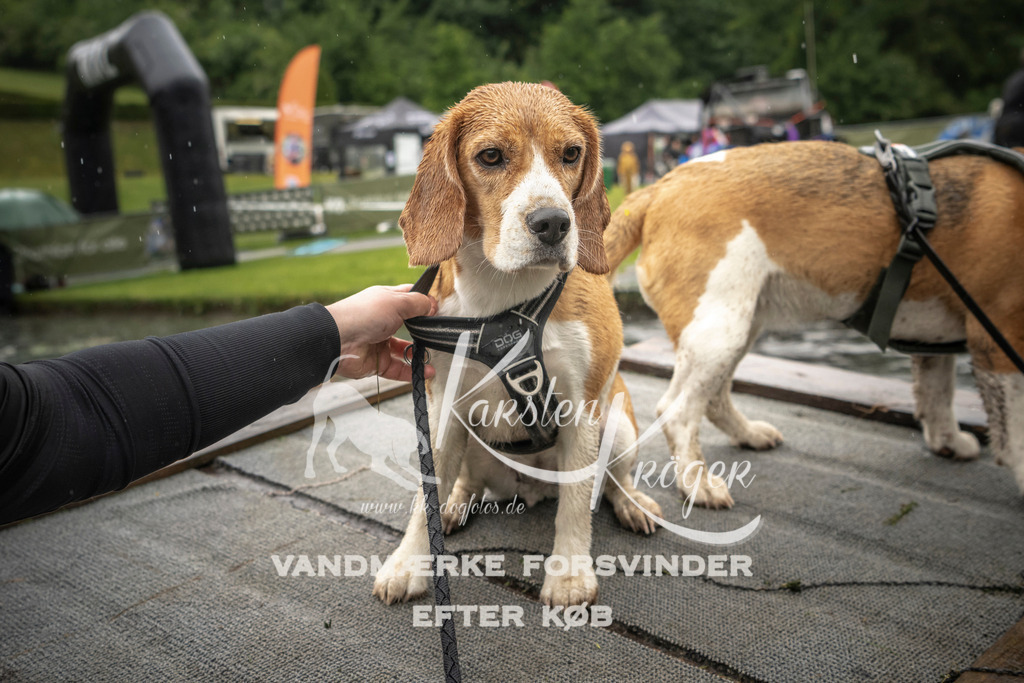 1551_ZZ95348 | kk-dogfotos