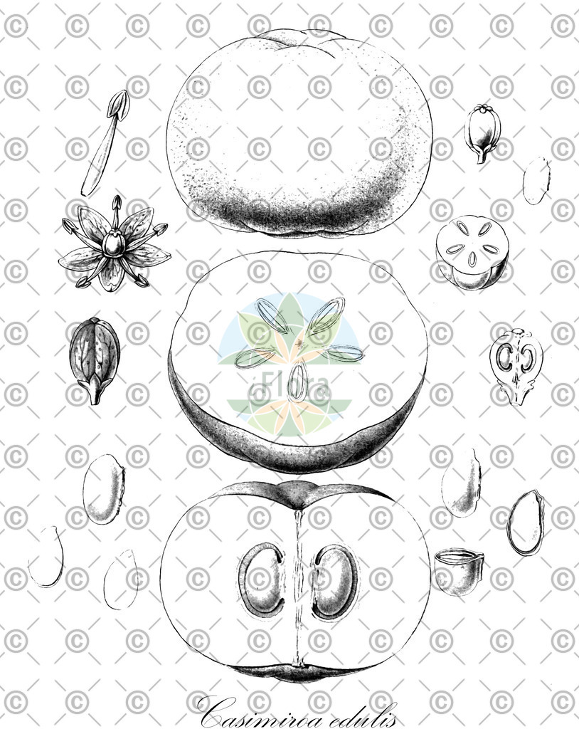 HistAbb_wfo-0000810523_1_ENZY_Simple | Historische Abbildung von Casimiroa edulis - Rutaceae | Historical Illustration of Casimiroa edulis - Rutaceae