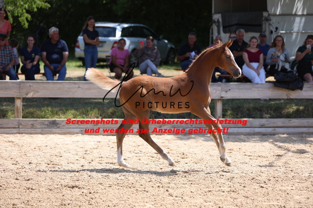 Fohlenschau_Schwäbisch_Hall_springbetonte_Fohlen_KN 54_10 | lmwpictures - Realisiert mit Pictrs.com