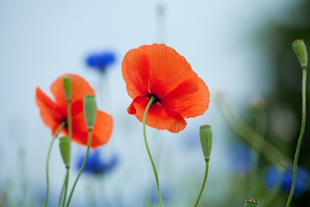 210612-010 | Europa, DEU, Deutschland, Nordrhein-Westfalen, Niederrhein, Klatschmohn (Papaver rhoeas), auch Mohnblume oder Klatschrose, Natur, Umwelt, Pflanzen, Pflanzenkunde, Botanik, Biologie, 

[Fuer die Nutzung gelten die jeweils gueltigen Allgemeinen Liefer-und Geschaeftsbedingungen. Nutzung nur gegen Verwendungsmeldung und Nachweis. Download der AGB unter http://www.image-box.com oder werden auf Anfrage zugesendet. Freigabe ist vorher erforderlich. Jede Nutzung des Fotos ist honorarpflichtig gemaess derzeit gueltiger MFM Liste - Kontakt, Uwe Schmid-Fotografie, Duisburg, Tel. (+49).2065.677997, ..archiv@image-box.com, www.image-box.com] - Realisiert mit Pictrs.com