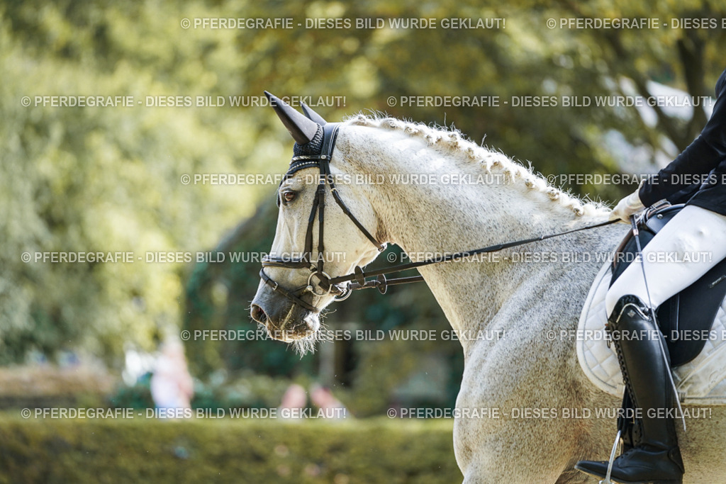 DSC04174 | Pferdegrafie