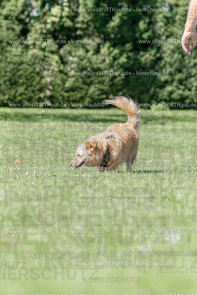 Hundeschwimmen_Volksbad_2026-allesWIRTHgut_Tierfotografie-2609061321-FAY06696 | Professionelle Tierfotografie in Mönchengladbach von Daniel Wirth (allesWIRTHgut). Liebevolle & natürliche Bilder von Hunden & Katzen für unvergessliche Erinnerungen.