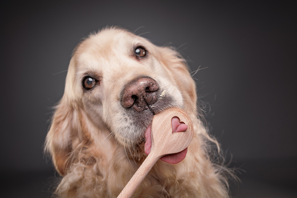 Hundefotografie im Professionellen Heimstudio | Hundefotografie mit professioneller Blitzanlage 