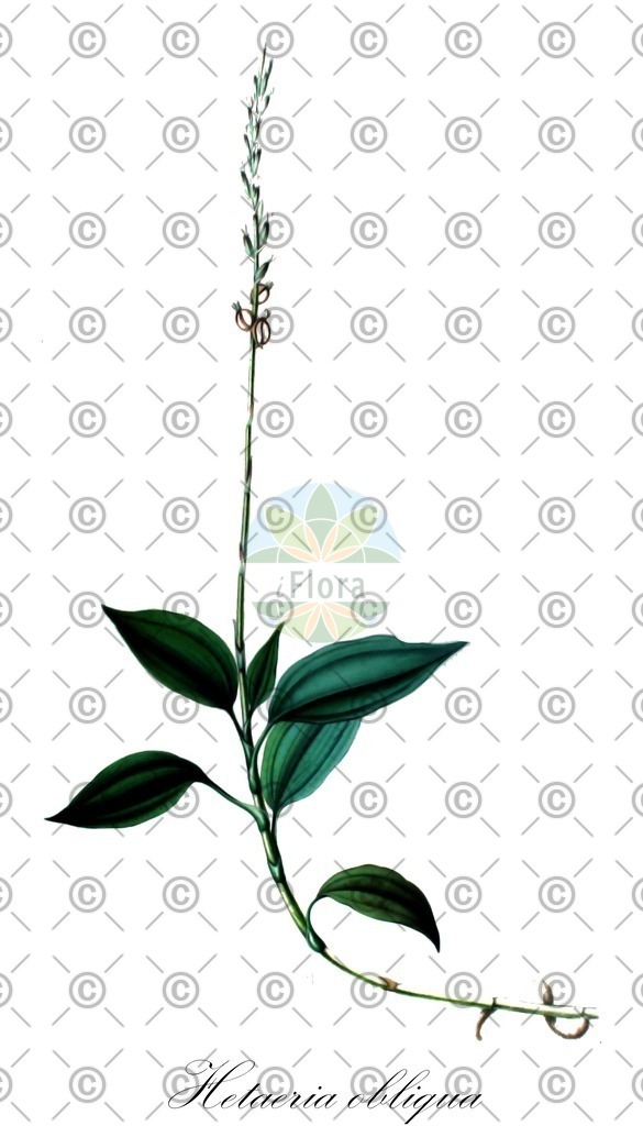 HistAbb_wfo-1000040474_2_ENZY_Simple | Historische Abbildung von Hetaeria obliqua - Orchidaceae | Historical Illustration of Hetaeria obliqua - Orchidaceae