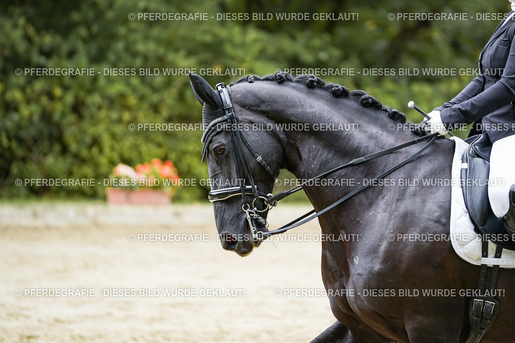 DSC09325 | Pferdegrafie