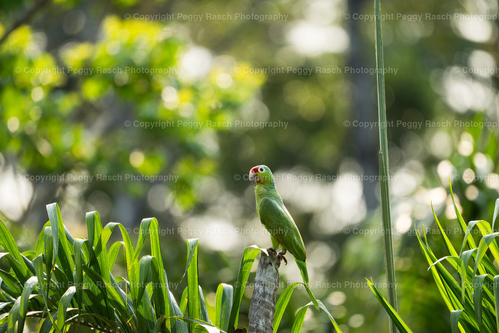 Papageien (2) | PeggyRaschPhotography - Realisiert mit Pictrs.com