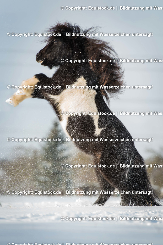 20160117_Steigendes_Pony_im_Schnee_0001 | equistock