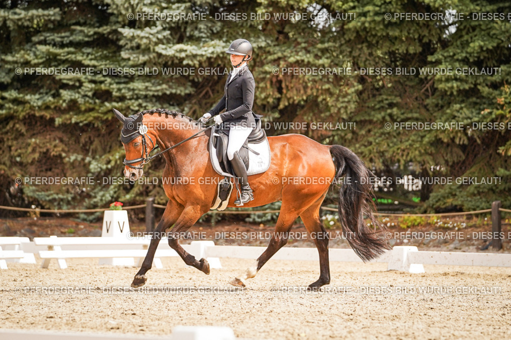 DSC01680 | Pferdegrafie