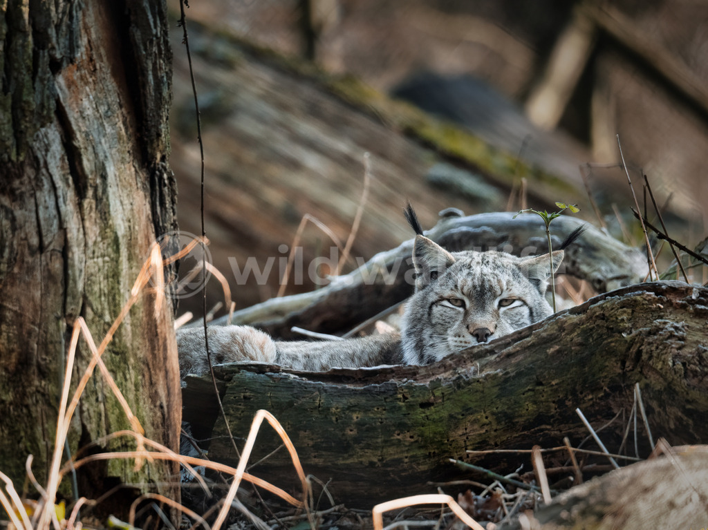 Aufmerksamer Luchs | An einem kalten Wintermorgen beäugt ein Luchs aufmerksam seine Umgebung über einen alten Baumstamm hinweg - Realisiert mit Pictrs.com