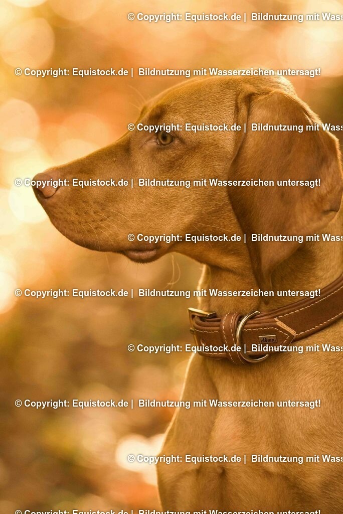 20171101_Hund_0026 | Foto: Thomas Hartig