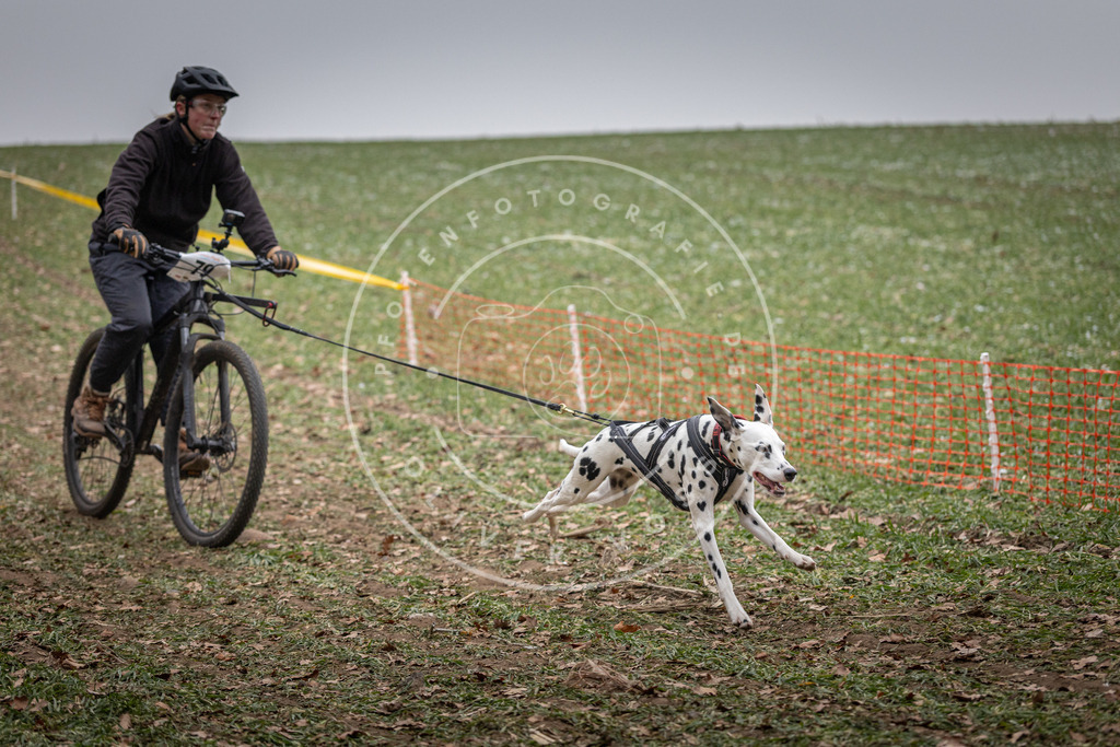 Pfotenfotografie_DV3A1770 | Hundefotografie, Tierfotograf, Pfotenfotografie, Fotoshooting Hund, Hunde Portrait, Hundesport, Hundeportraits, Heideshooting, Hunde, Sportfotograf, Hundefotograf, Turnierhundsport, THS,  - Realisiert mit Pictrs.com