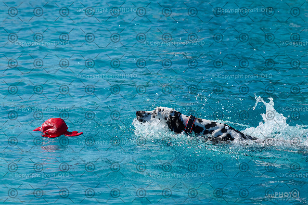 163_202509_4Hundebadetag_NZ9_2672 | proPHOTO - Realisiert mit Pictrs.com