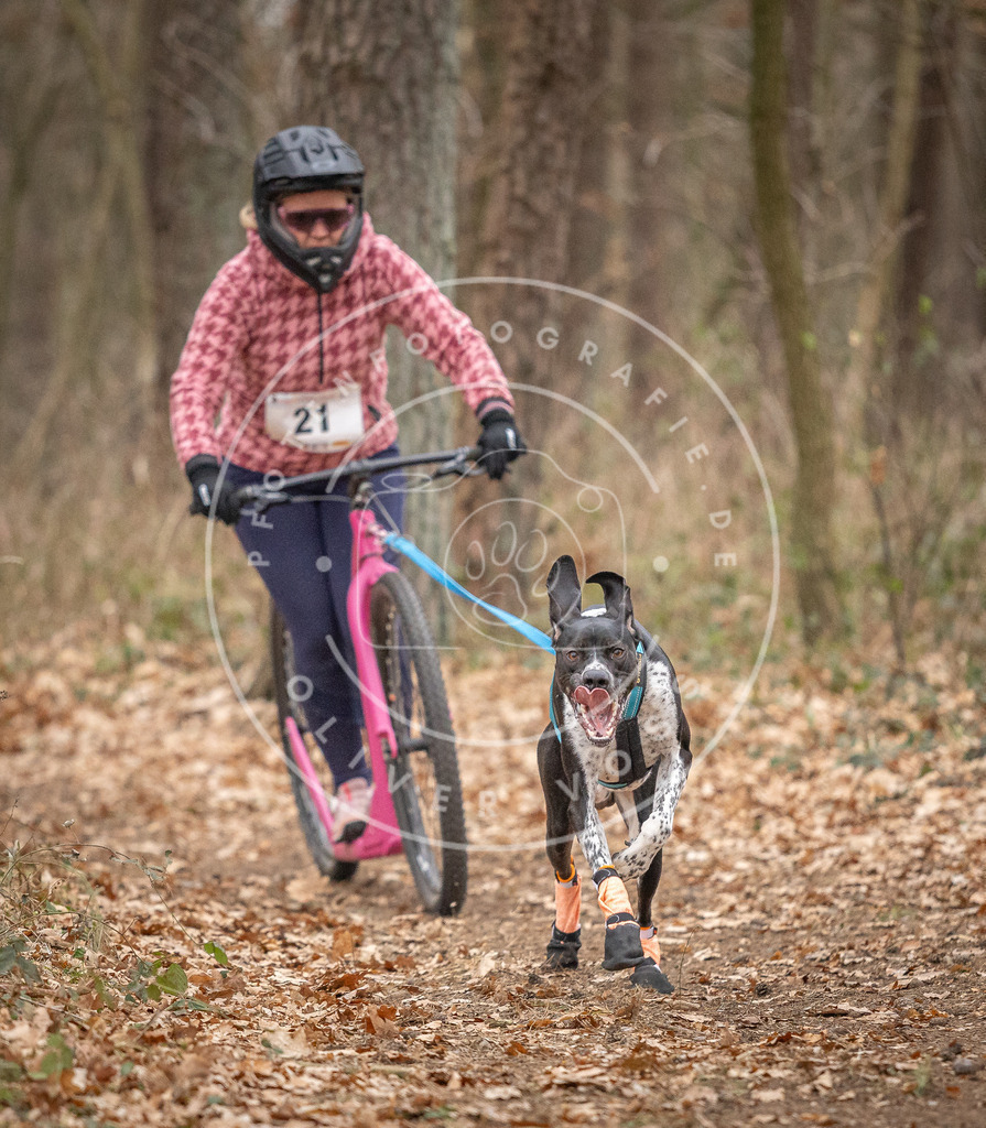 Pfotenfotografie_DV3A7479 | Hundefotografie, Tierfotograf, Pfotenfotografie, Fotoshooting Hund, Hunde Portrait, Hundesport, Hundeportraits, Heideshooting, Hunde, Sportfotograf, Hundefotograf, Turnierhundsport, THS,  - Realisiert mit Pictrs.com