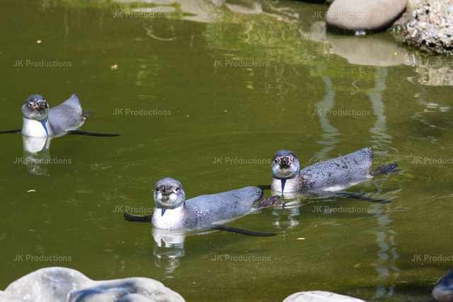 Pinguin Empfangs Kommando | Fotos, Fotos kaufen,  Fotos von Stadt und Land, Fotos von Tieren. - Realisiert mit Pictrs.com