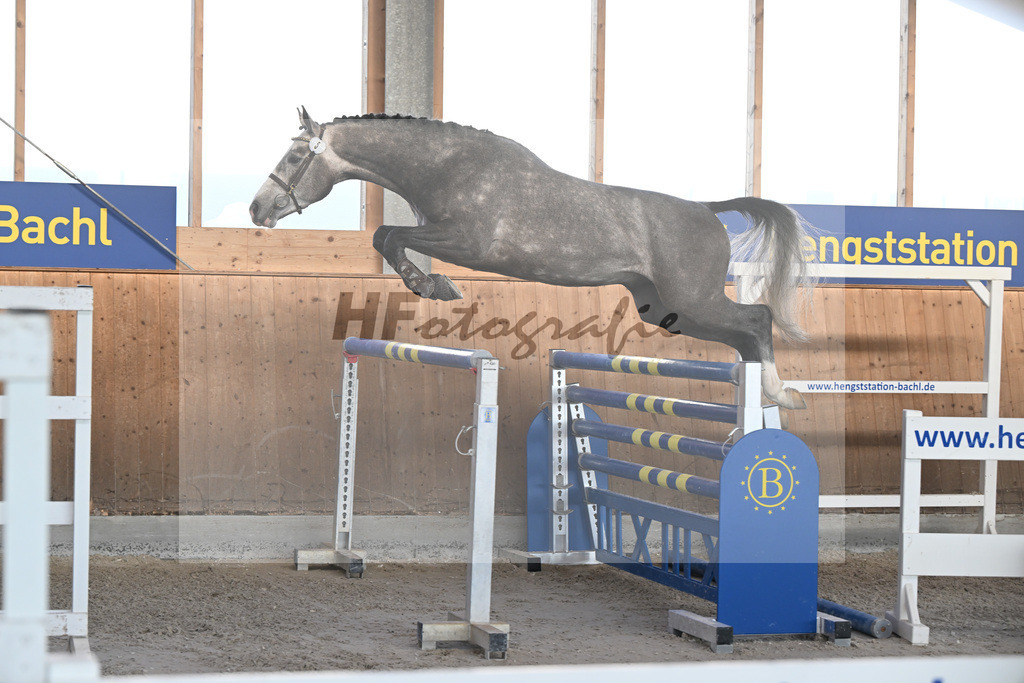 Kat-Nr. 5 Ziroccos Blanc v. Zirocco Blue_Engelbrecht_14262079 | hf-fotografie - Realisiert mit Pictrs.com
