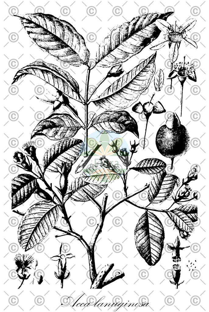 HistAbb_wfo-0000281415_1_ENZY_Simple | Historische Abbildung von Acca lanuginosa - Myrtaceae | Historical Illustration of Acca lanuginosa - Myrtaceae