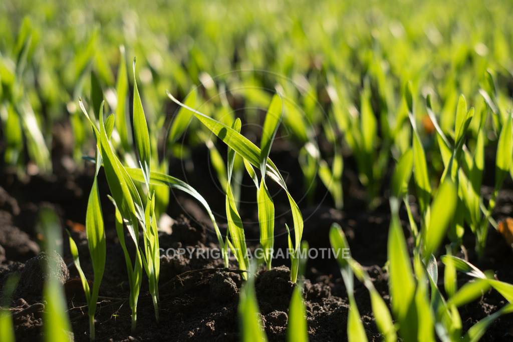 20221018-_DSF9417 | Heranwachsender Winterweizen im Herbst - Realisiert mit Pictrs.com