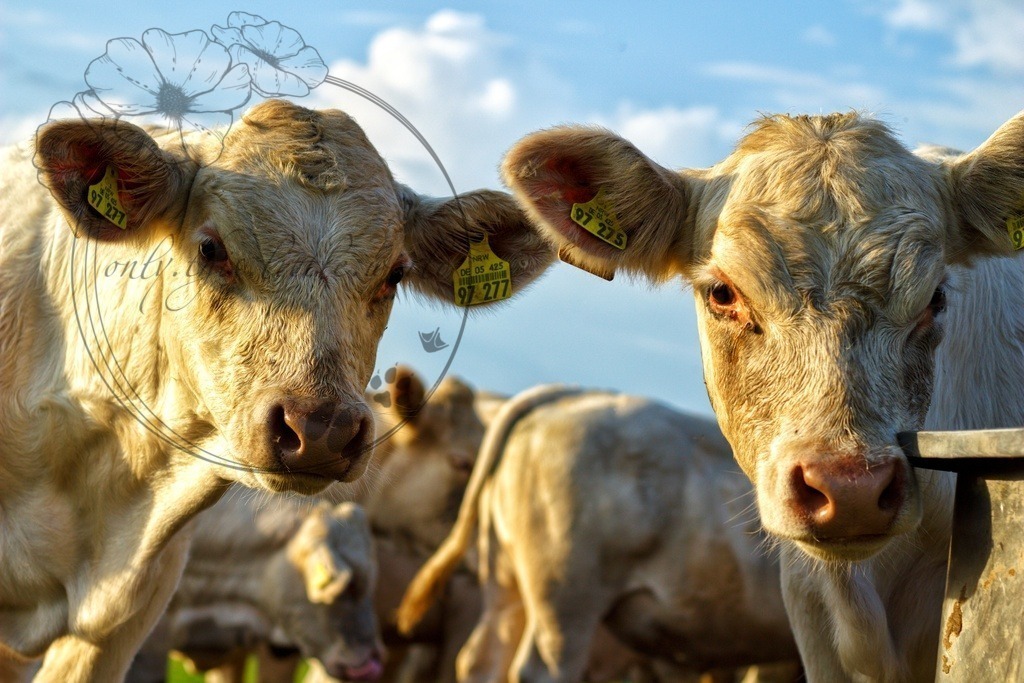 IMG_7349-01 | only.this.little.world - Realisiert mit Pictrs.com