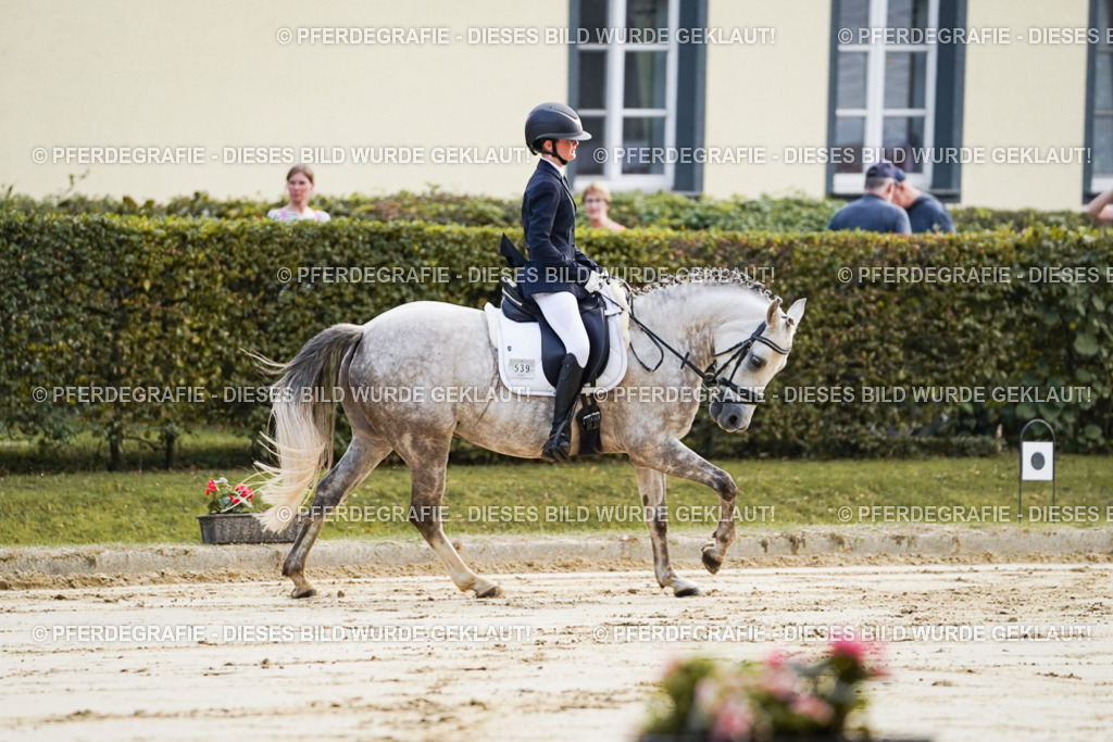 DSC05410 | Pferdegrafie