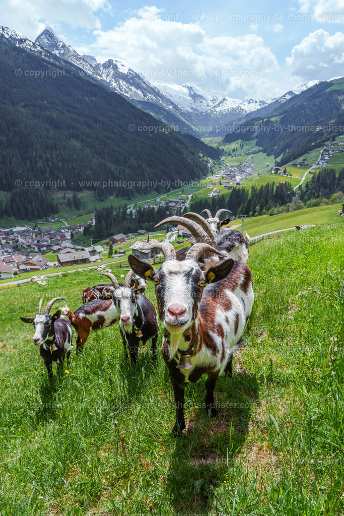 Ziegen Tux copyright  Thomas Pfister-1 | PHOTOGRAPHY BY THOMAS PFISTER