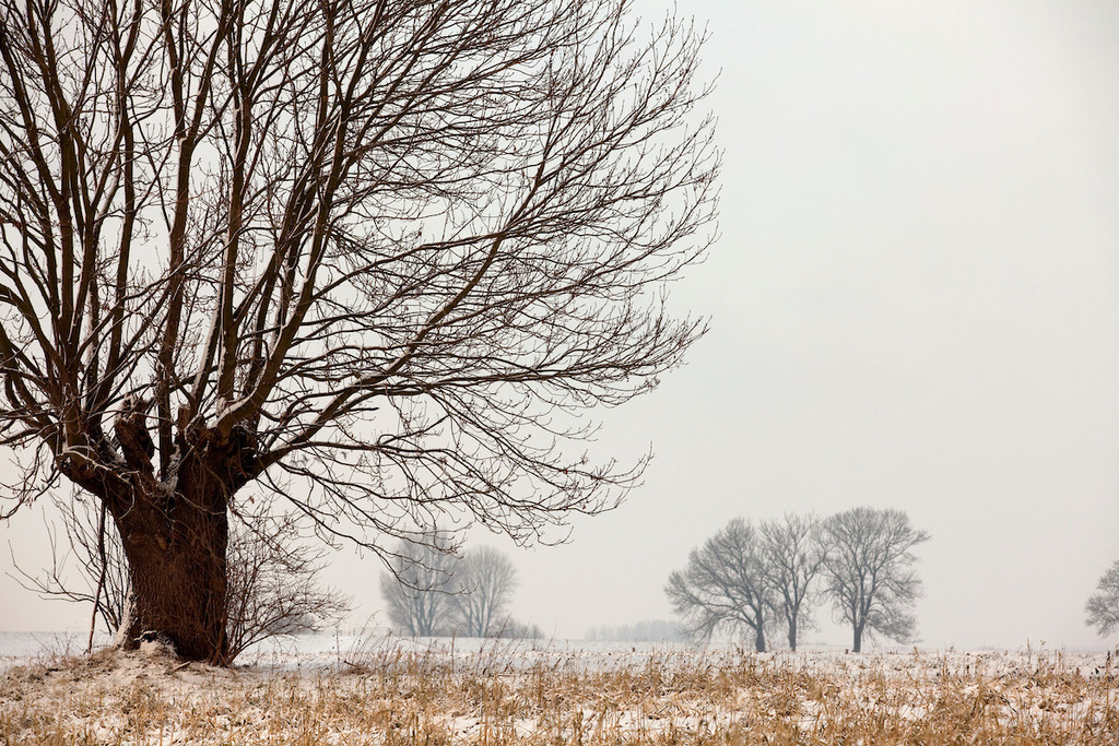 100103-129 | Europa, DEU, Deutschland, Nordrhein Westfalen, NRW, Rheinland, Niederrhein, Voerde, Naturschutzgebiet Momm-Niederung, Winter, Schnee, Typische Kopfweide, Kategorien und Themen, Natur, Umwelt, Landschaft, Jahreszeiten, Stimmungen, Landschaftsfotografie, Landschaften, Landschaftsphoto, Landschaftsphotographie, Naturschutz, Naturschutzgebiete, Landschaftsschutz, Biotop, Biotope, Landschaftsschutzgebiete, Landschaftsschutzgebiet, Oekologie, Oekologisch, Typisch, Landschaftstypisch, Landschaftspflege....[Fuer die Nutzung gelten die jeweils gueltigen Allgemeinen Liefer-und Geschaeftsbedingungen. Nutzung nur gegen Verwendungsmeldung und Nachweis. Download der AGB unter http://www.image-box.com oder werden auf Anfrage zugesendet. Freigabe ist vorher erforderlich. Jede Nutzung des Fotos ist honorarpflichtig gemaess derzeit gueltiger MFM Liste - Kontakt, Uwe Schmid-Fotografie, Duisburg, Tel. (+49).2065.677997, ..archiv@image-box.com, www.image-box.com] - Realisiert mit Pictrs.com