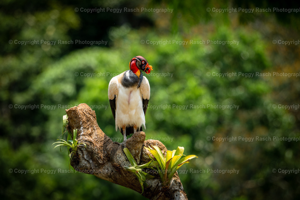 Königsgeier (24) | PeggyRaschPhotography - Realisiert mit Pictrs.com