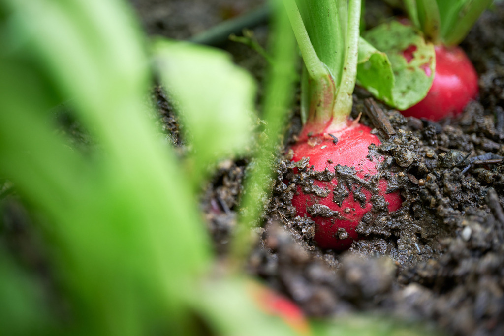 Radieschen im Garten | Wien, Austria - May 13, 2023: Radieschen im Garten. - Realisiert mit Pictrs.com