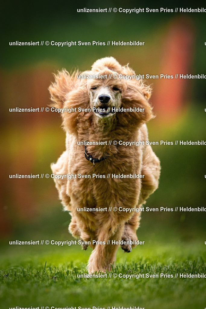 Sven Pries | 2025-09-21 - Hunderennen Baden-Oos - Realisiert mit Pictrs.com