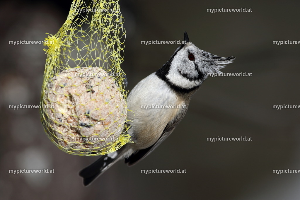 Haubenmeise-010 | Das Bilderarchiv über Tiere, Planzen und Landschaften. In der Bilddatenbank finden Sie ein große Auswahl an hochwertigen Bilder für Ihre Werbung - Realized with Pictrs.com