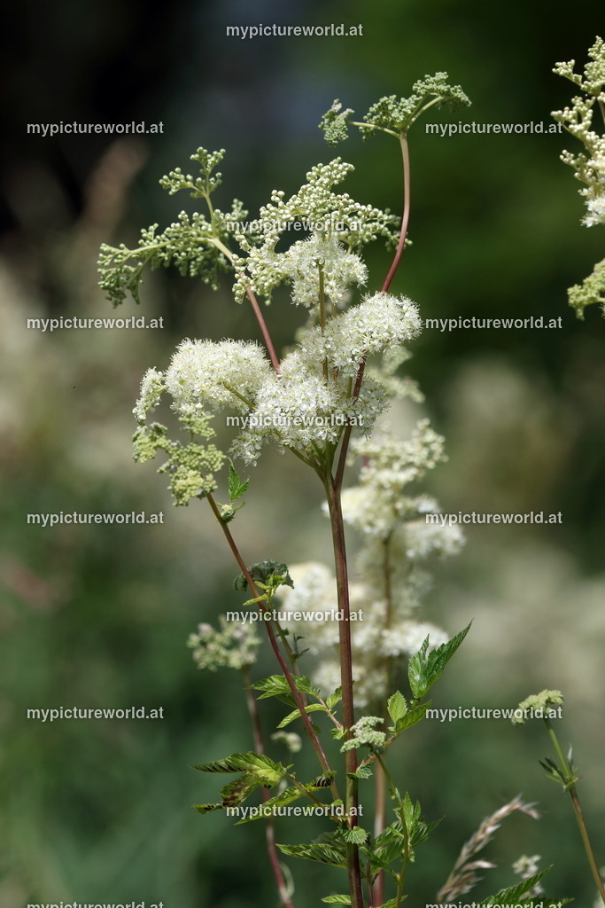 Echtes Mädesüß-005 | Das Bilderarchiv über Tiere, Planzen und Landschaften. In der Bilddatenbank finden Sie ein große Auswahl an hochwertigen Bilder für Ihre Werbung - Realisiert mit Pictrs.com
