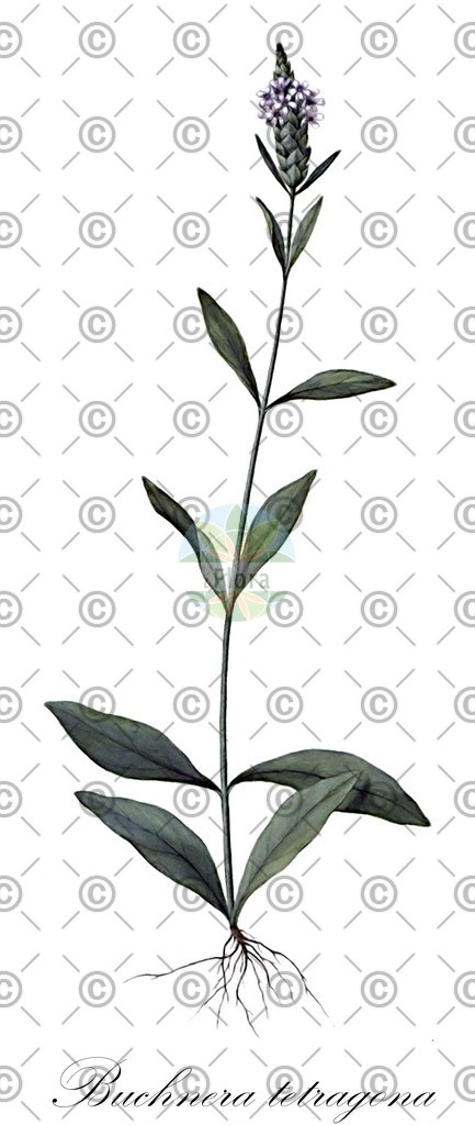 HistAbb_wfo-0000922862_1_ENZY_Simple | Historische Abbildung von Buchnera tetragona - Orobanchaceae | Historical Illustration of Buchnera tetragona - Orobanchaceae