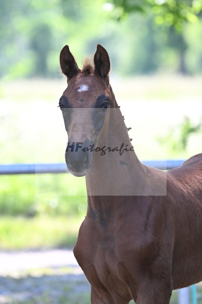 Kat-Nr. 5 HF Floricello OLD_Wiedemann_14230069 | hf-fotografie - Realisiert mit Pictrs.com