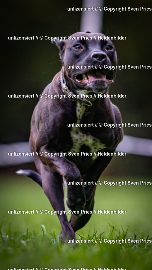 Sven Pries | 2024-10-19 - Hunderennen Ober-Grombach - Realisiert mit Pictrs.com