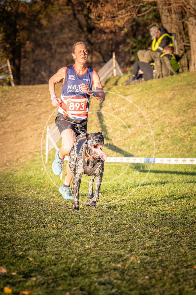 CaniXpix_0L8A1257 | Hundefotografie, Tierfotograf, Pfotenfotografie, Fotoshooting Hund, Hunde Portrait, Hundesport, Hundeportraits, Heideshooting, Hunde, Sportfotograf, Hundefotograf, Turnierhundsport, THS,  - Realisiert mit Pictrs.com