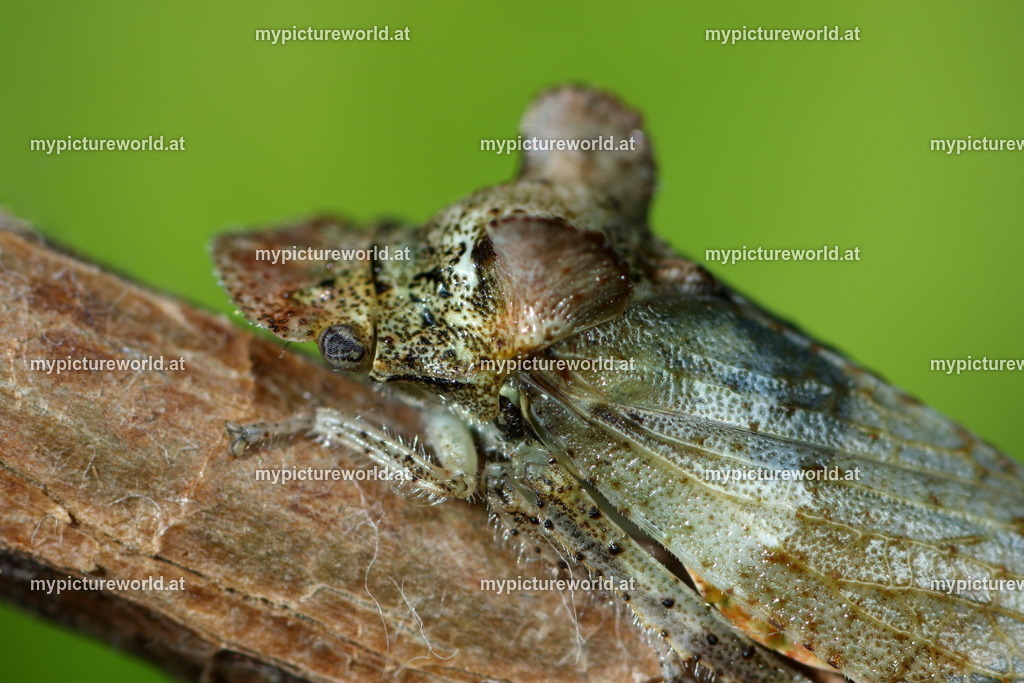 Ledra aurita-005 | Das Bilderarchiv über Tiere, Planzen und Landschaften. In der Bilddatenbank finden Sie ein große Auswahl an hochwertigen Bilder für Ihre Werbung - Realisiert mit Pictrs.com