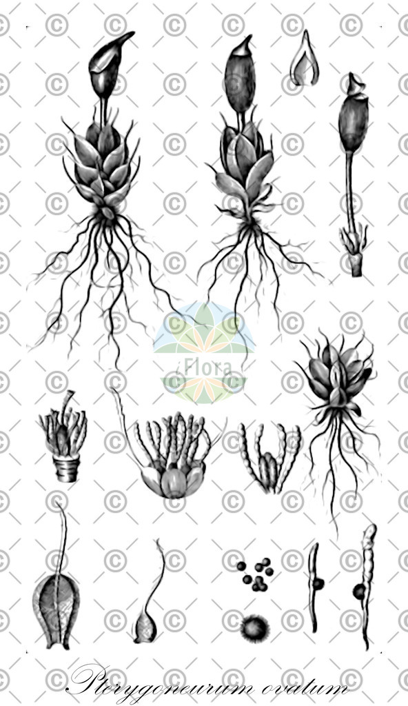 HistAbb_wfo-0000475845_1_ENZY_Simple | Historische Abbildung von Pterygoneurum ovatum - Pottiaceae | Historical Illustration of Pterygoneurum ovatum - Pottiaceae
