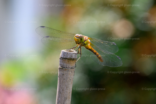 Foto-1036286-DE-Libelle-shop-max | gluon-press - Realisiert mit Pictrs.com