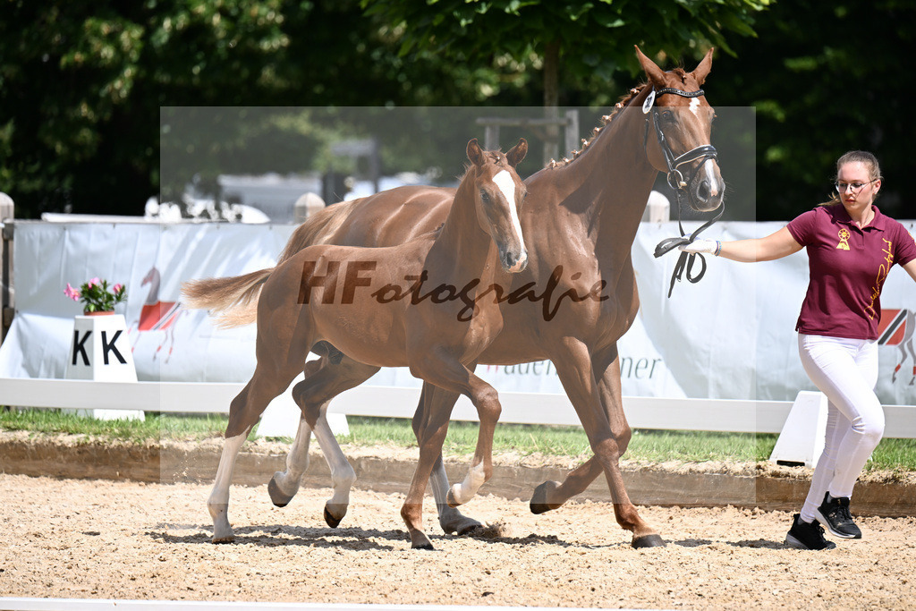 Kat-Nr. 32 Va Bene x De Niro_HF_Kornes_29250955 | hf-fotografie - Realizzato con Pictrs.com
