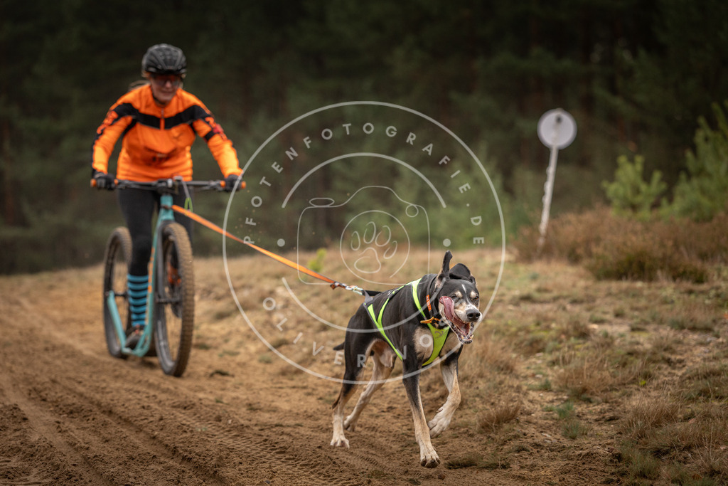 Pfotenfotografie_DV3A4608 | Hundefotografie, Tierfotograf, Pfotenfotografie, Fotoshooting Hund, Hunde Portrait, Hundesport, Hundeportraits, Heideshooting, Hunde, Sportfotograf, Hundefotograf, Turnierhundsport, THS,  - Realisiert mit Pictrs.com
