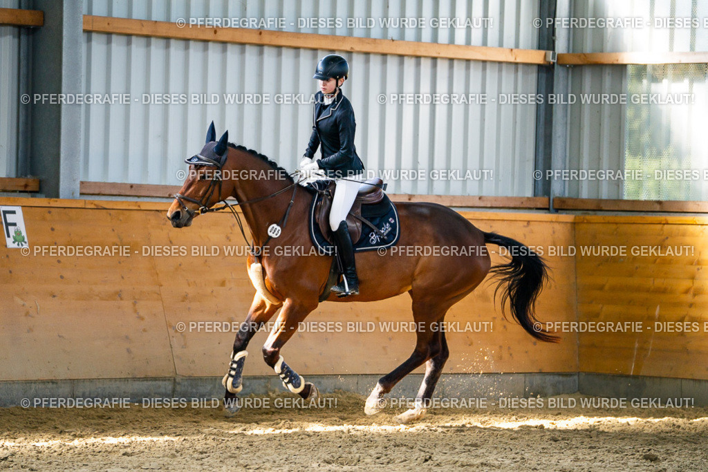 DSC01738 | Pferdegrafie