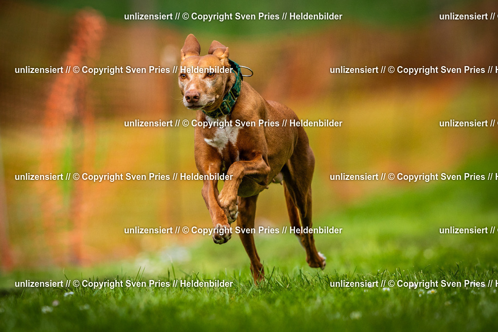 Sven Pries | 2025-04-13 - Hunderennen Baden-Baden - Realisiert mit Pictrs.com