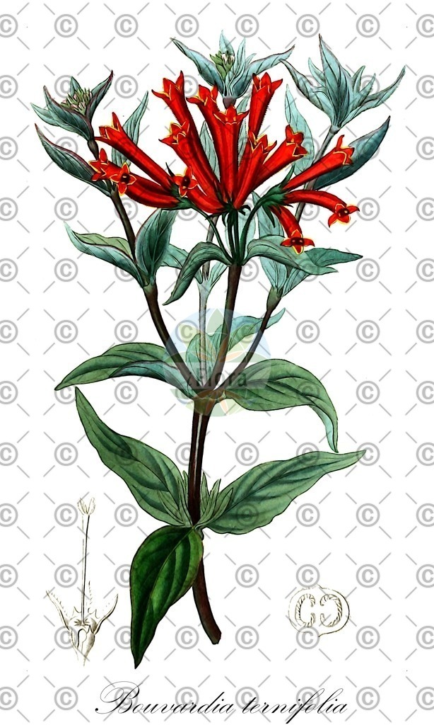 HistAbb_wfo-0000164496_1_ENZY_Simple | Historische Abbildung von Bouvardia ternifolia - Rubiaceae | Historical Illustration of Bouvardia ternifolia - Rubiaceae