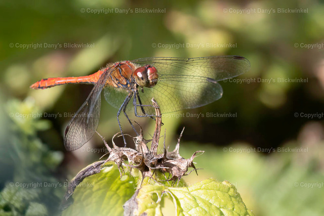 202023 | Tierfotografie, Tierkalender, Tierbilder, Insekten, Spinnen, Vögel, Schmetterling, Libellen, Leinwand, Colorkey, Qualität, Geschenkartikel, Geschenk - Realisiert mit Pictrs.com