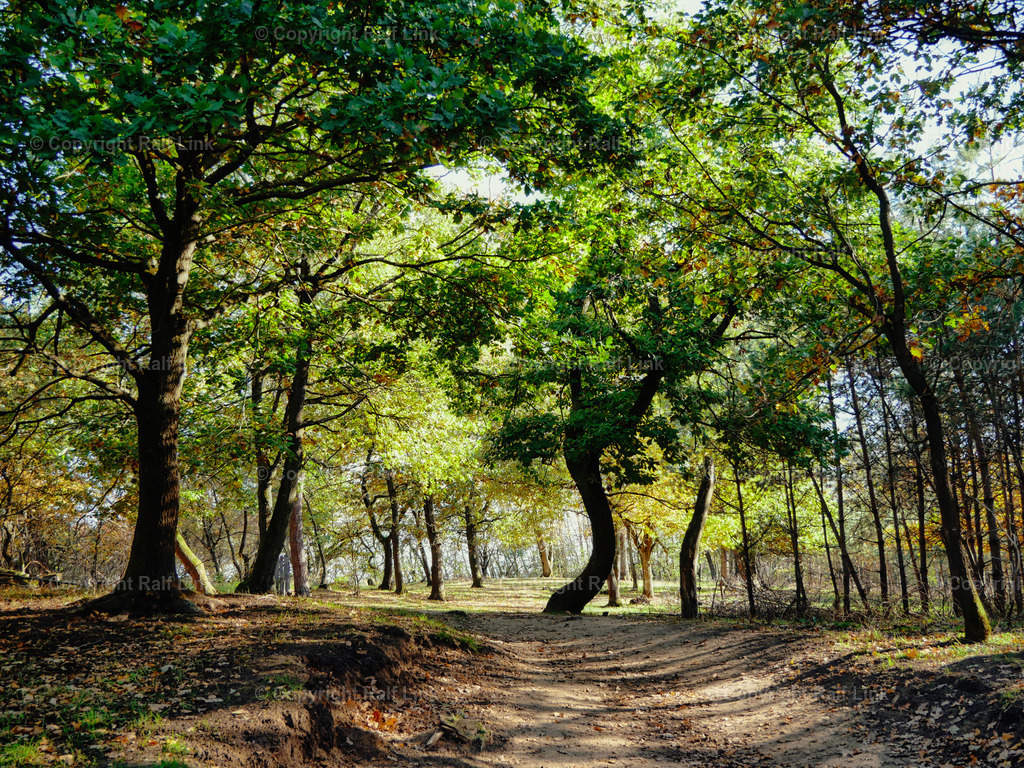 Dünenwald | Stockfotos, Fotos mit Miniaturfiguren und kreativen Ideen. Dabei auch vieles aus der Metropolregion Rhein-Neckar. 