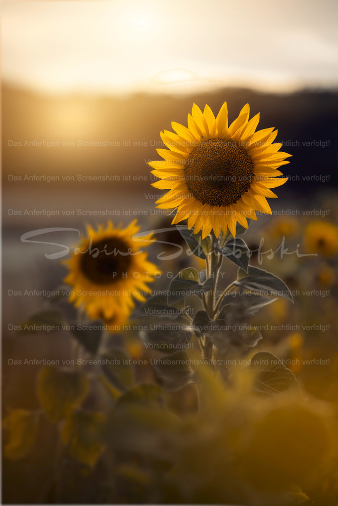 Golden Grace | Exklusive Naturfotografie für stilvolle Wanddekoration ★ Premium Wandbilder Made in Germany ✔️ FineArt Drucke & Downloads ✔️ Brillante Farben, höchste Qualität & weltweiter Versand ✔️ - Realisiert mit Pictrs.com